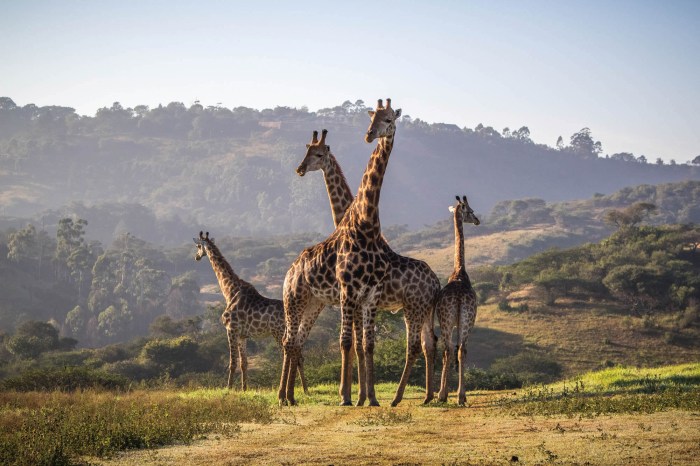 Wildlife safaris and adventure sports