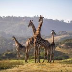 Wildlife safaris and adventure sports