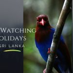 Luxury birdwatching vacations
