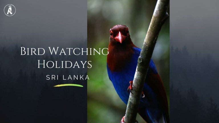 Luxury birdwatching vacations